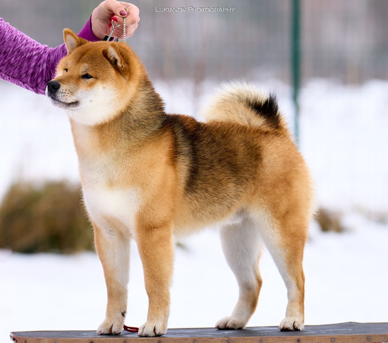 Щенки Шиба ину, шиба іну, сиба ину, сіба іну, shiba inu