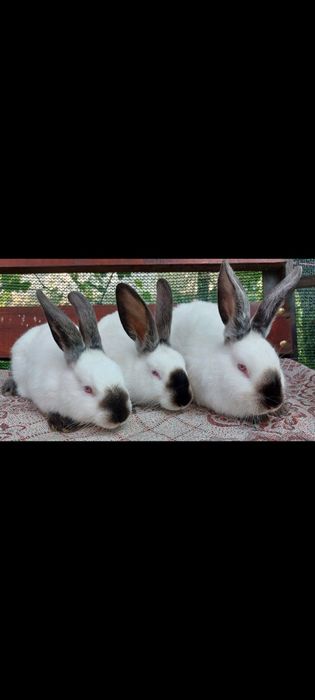Кролики різних порід