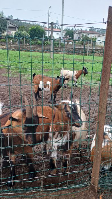 10 cabras anas  e um macho  todas prenhas  ja muito adiantadas