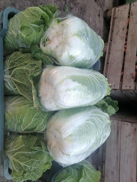 Kapusta pekińska  na sałatki kebaby