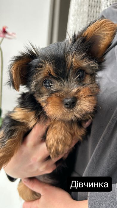 Йоркширский терьер