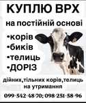 корова бик телиця