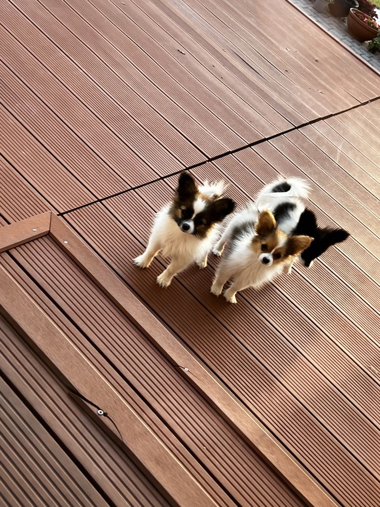 Papillon spaniel kontynentalny miniaturowy papillony szczeniak