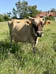Krowa Jersey sprzedam