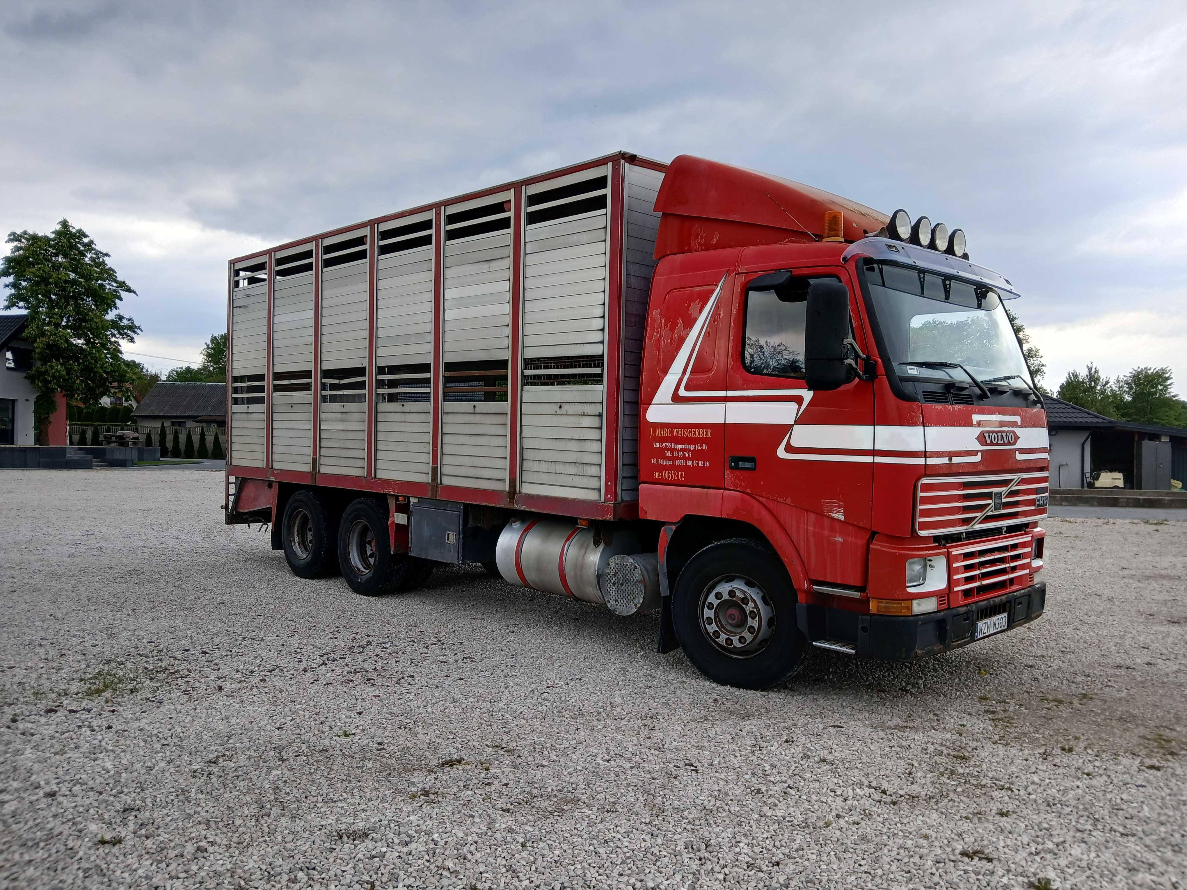 Samochód ciężarowy Volvo FH12 do przewozu żywca