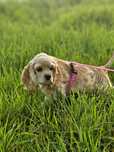 Cocker spaniel amerykański fci