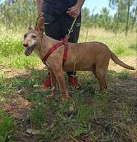 Cadela Porte Médio Para Adoção (Anocas)