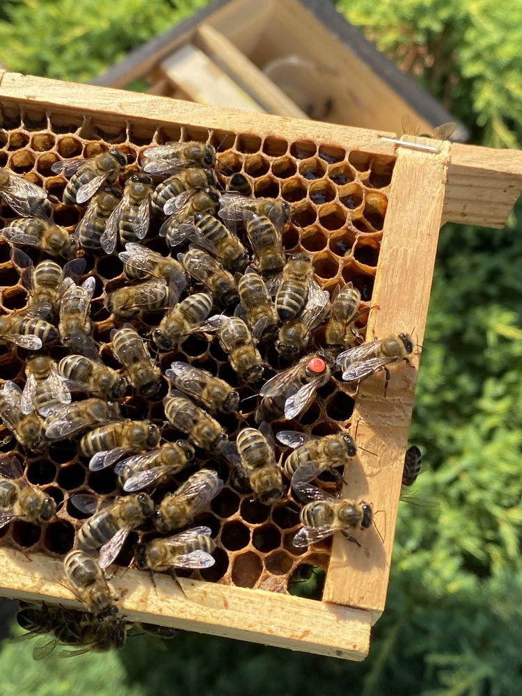 Matki pszczele unasiennione naturalnie ze sprawdzonym czerwieniem