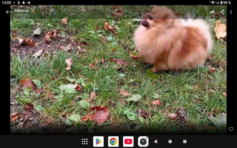 Мини девочка!  КСУ