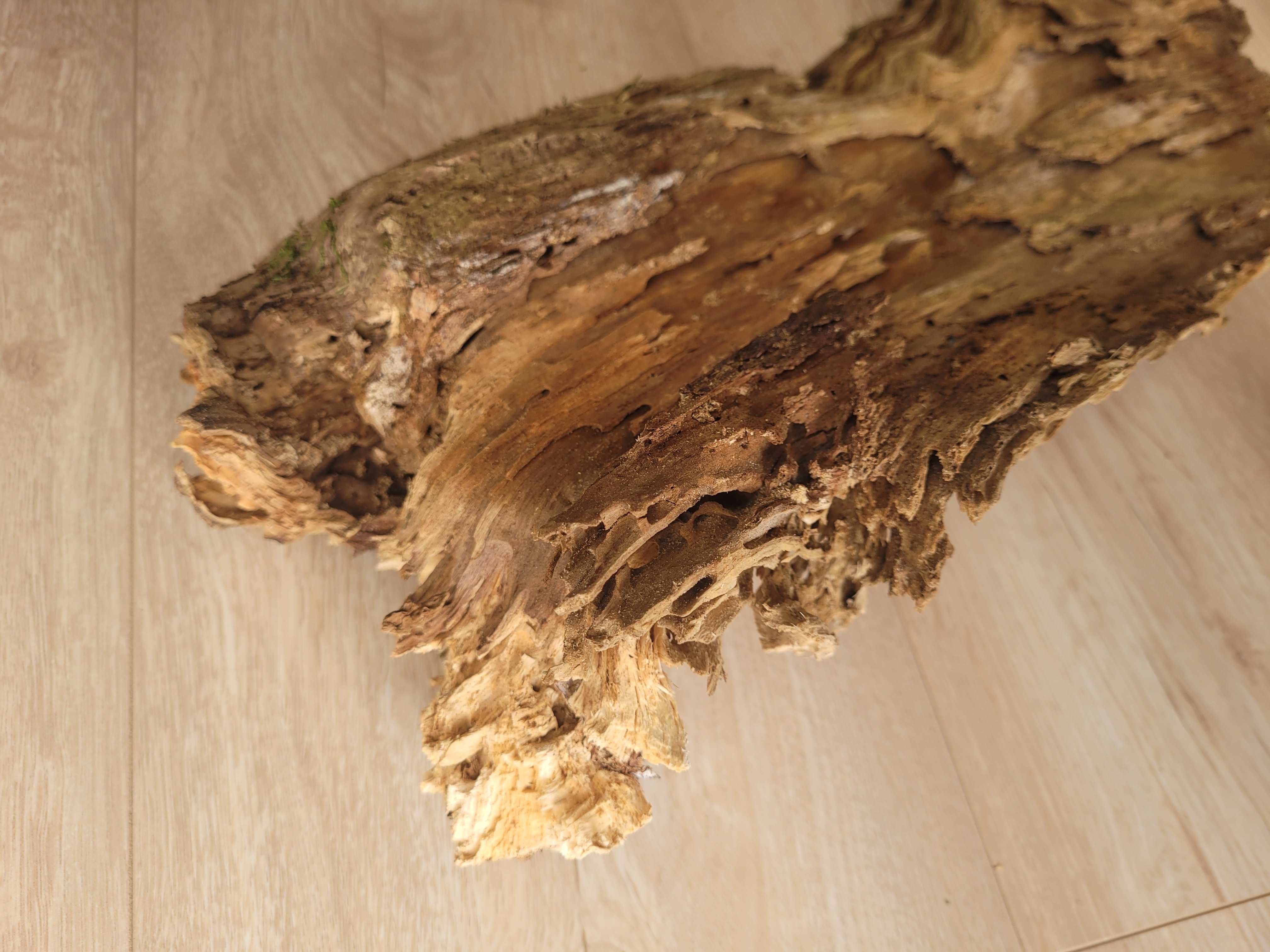 korzeń naturalny 60 / 20 cm do terrarium akwarium klatki
