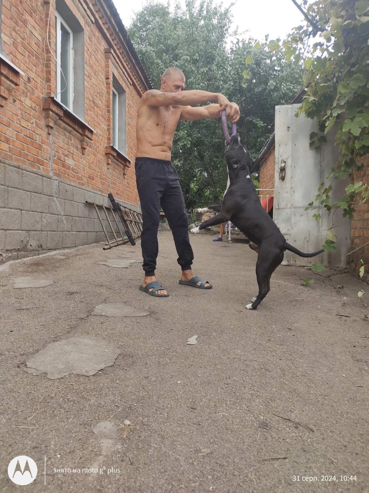 Молодой кобель Амстаффа ищет невесту