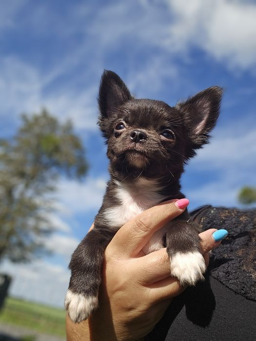 Chihuahua czarny piesek długowłosy fci
