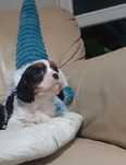 Cavalier King piesek