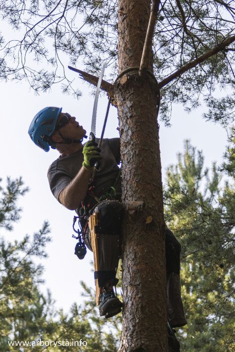 Arborysta Pielęgnacja i Wycinka Drzew