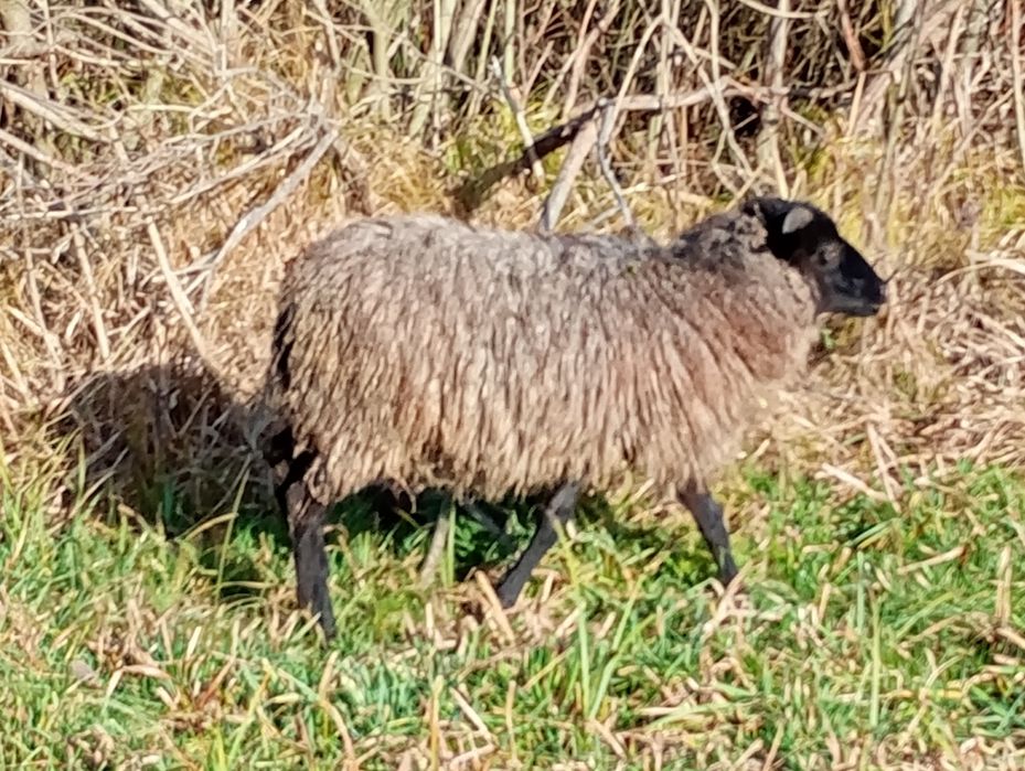 Baranki wrzosówki młode