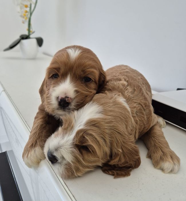 Cockapoo f1 Cocker spaniel - Pudel