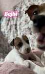 Jack Russell Terrier