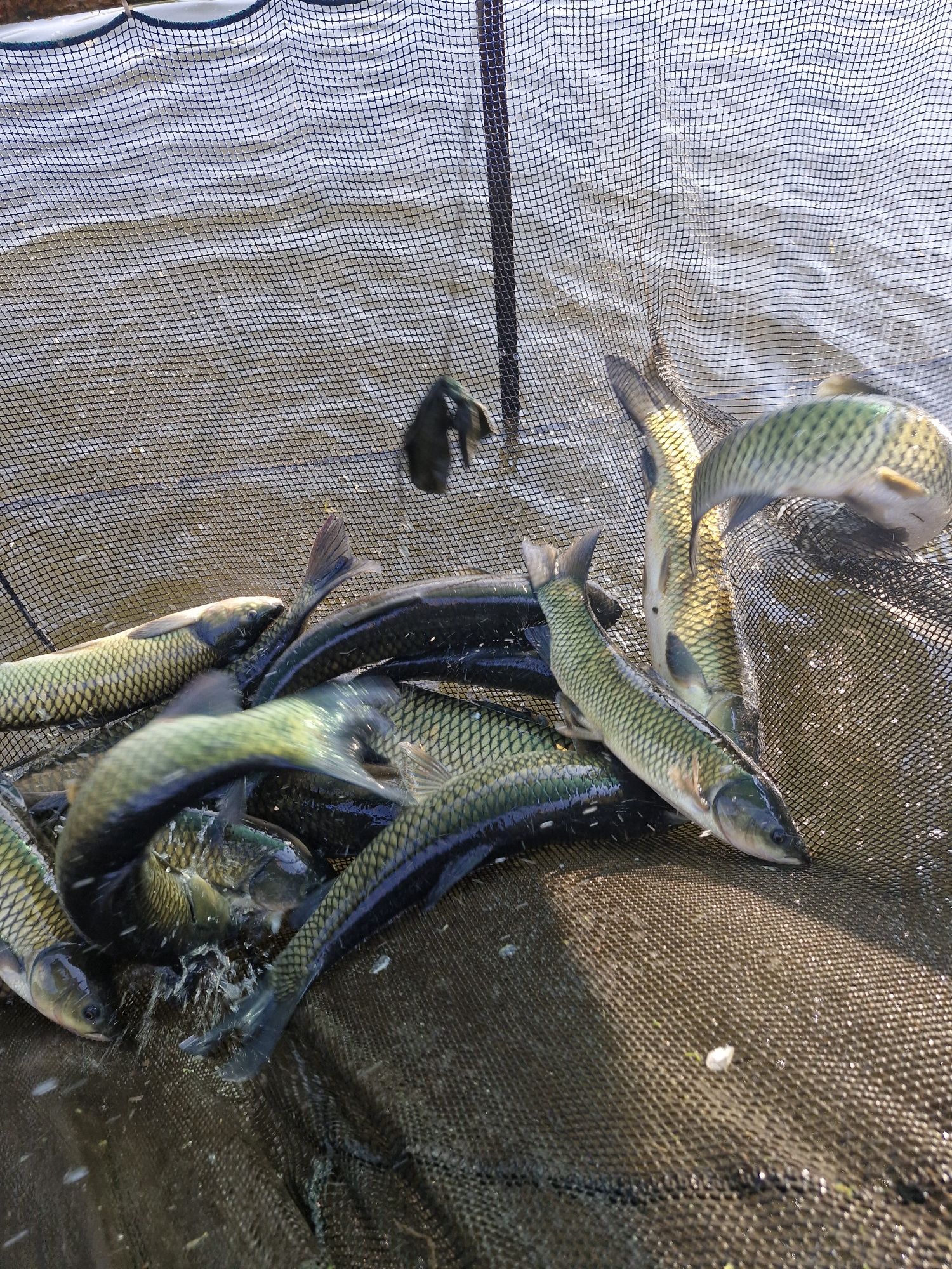 Karp narybek i kroczek od 10-50cm