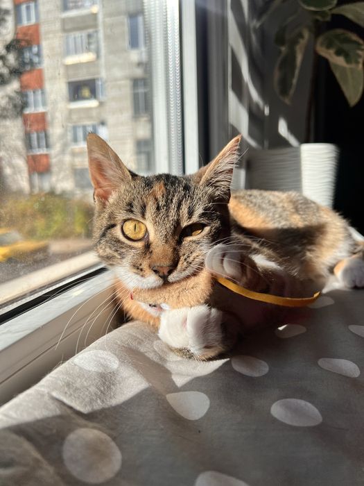 Ніжна киця в добрі руки