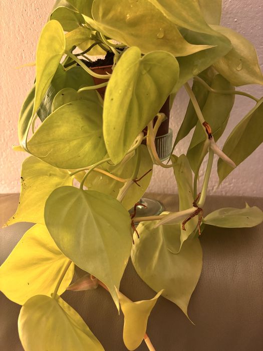 Epipremnum NEON Golden Pothos