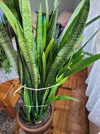 Sansevieria duża