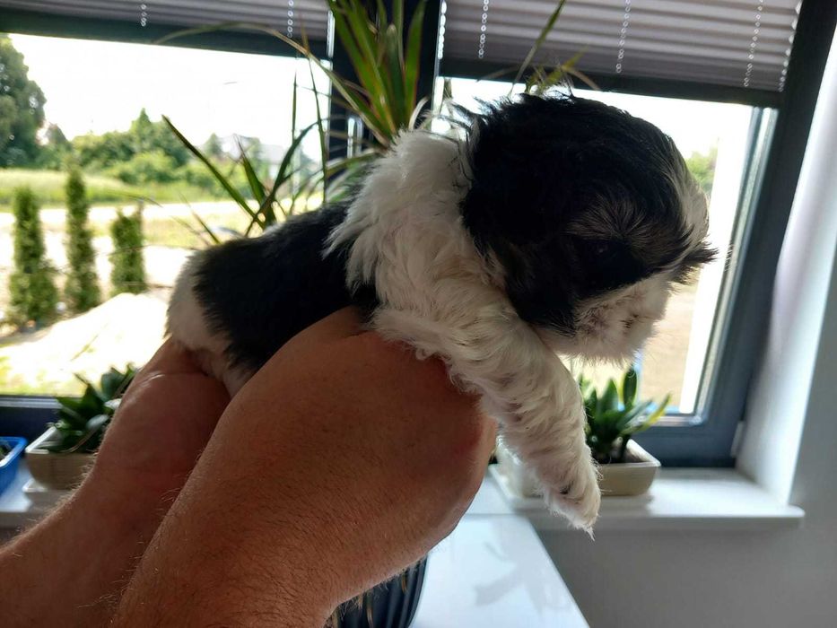 Sprzedam śliczną suczkę Shih tzu
