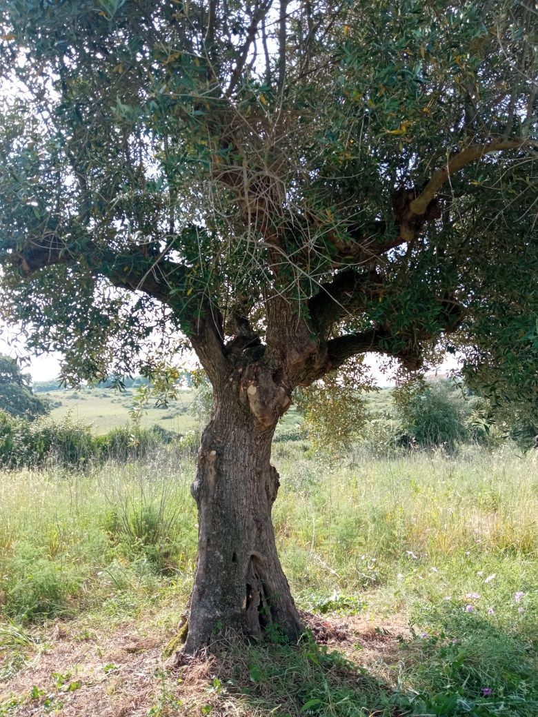 Oliveiras centenarias para jardim ou lenha