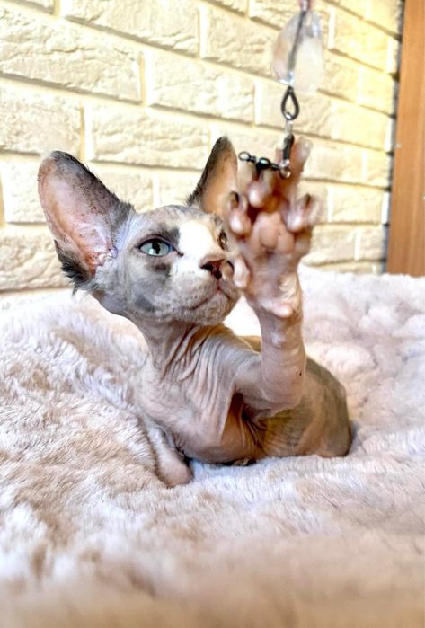 Котята сфинксята Киев