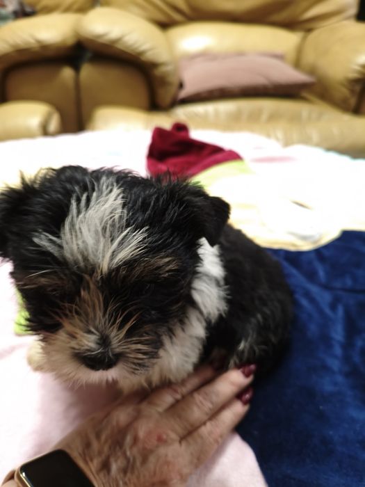 Biewer Yorkshire terrier York