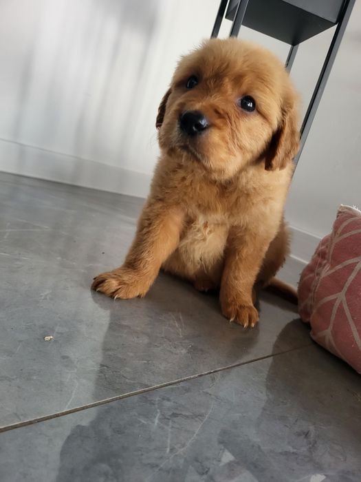 Chłopaki golden retriever ciemno złote