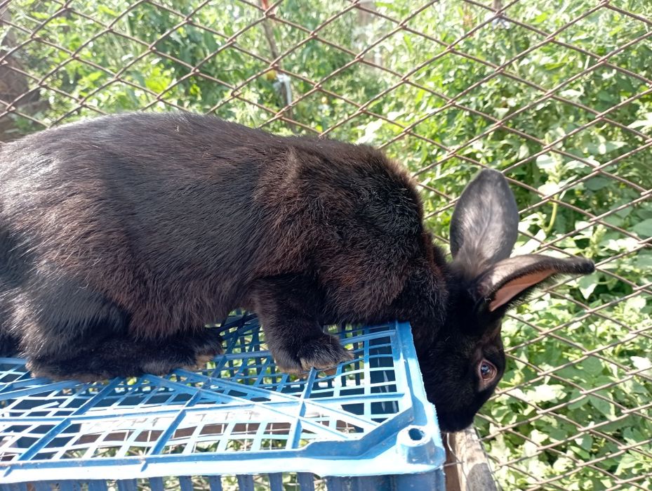 Продам кроликів  кролів