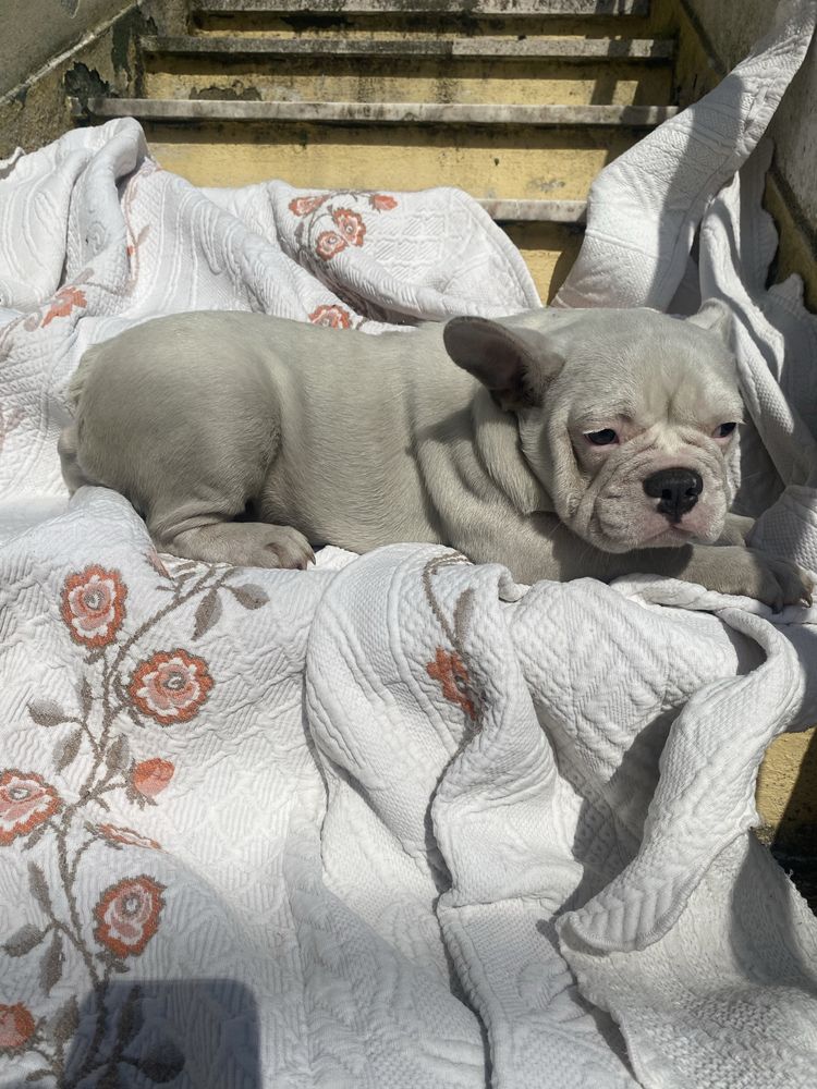 Bulkdog  frances branca femea