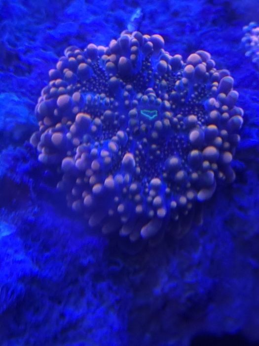 Ricordea , akwarium morskie