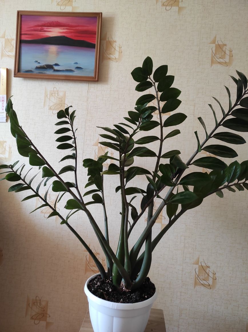 Шикарний кущ заміокулькаса
