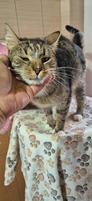 Cudowna kotka do adopcji