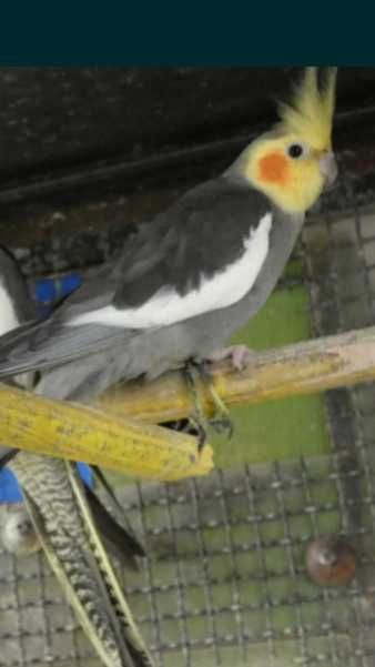 Caturras jovens + casal