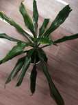 Młoda dracena szuka domu