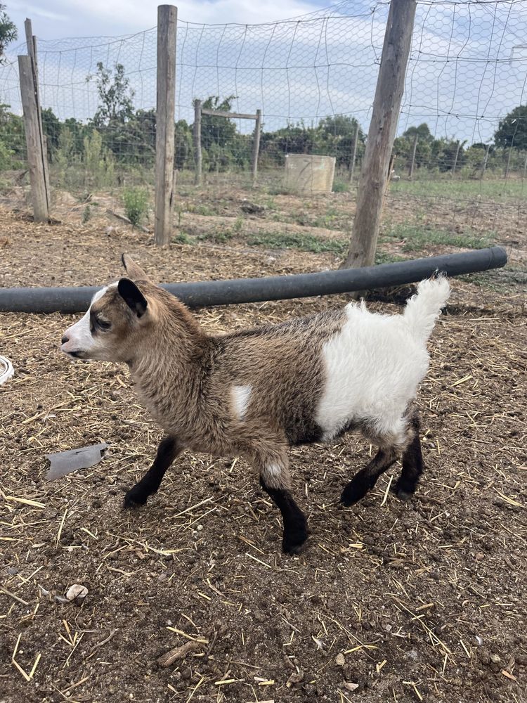 Cabra ana macho com 3 meses