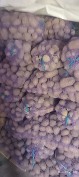 Продам картоплю домашню велика
