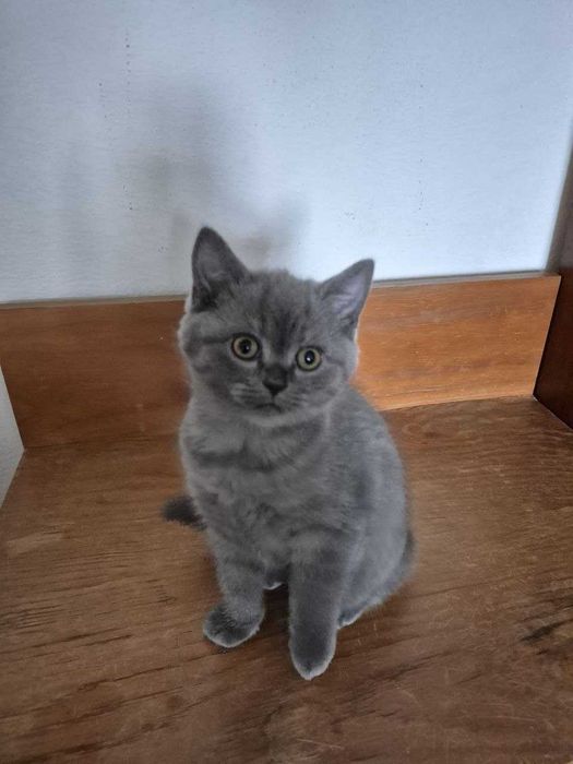 Gatinha Scotish Straight