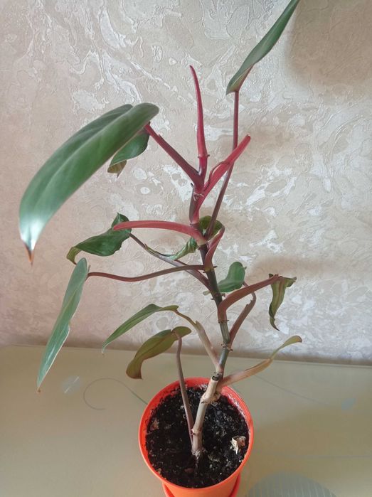 Неймовірно красиві рослини Філодендрон