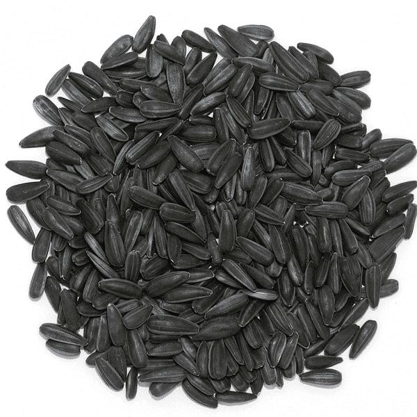 Słonecznik czarny dla ptaków zimujących 20kg do karmnika na zimę