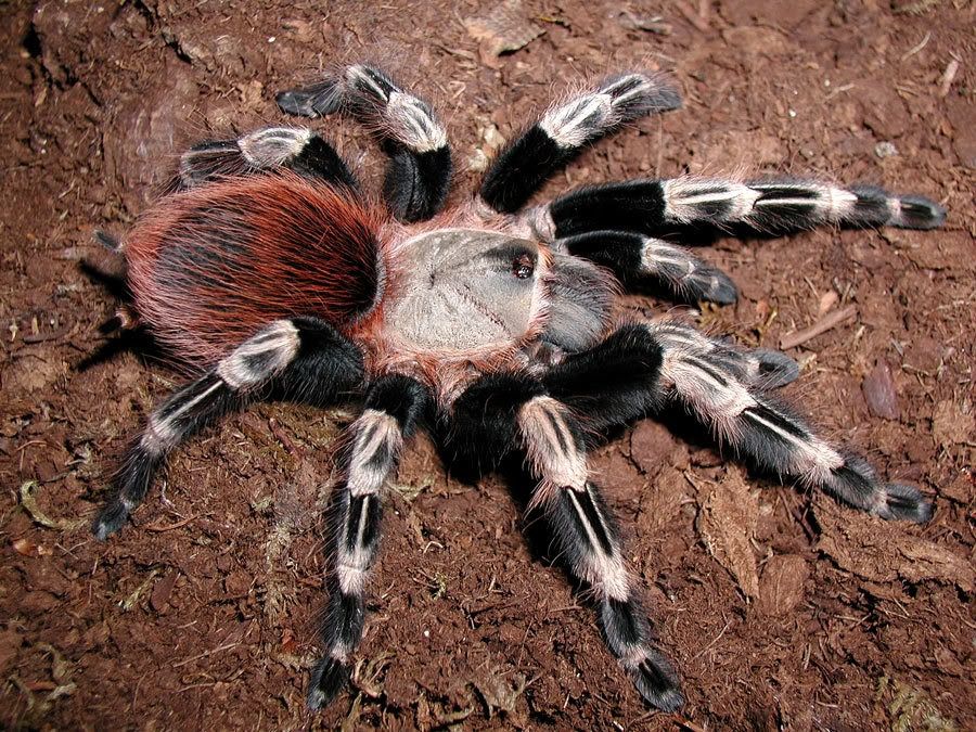 Южноамериканский тарантул Nhandu chromatus самец