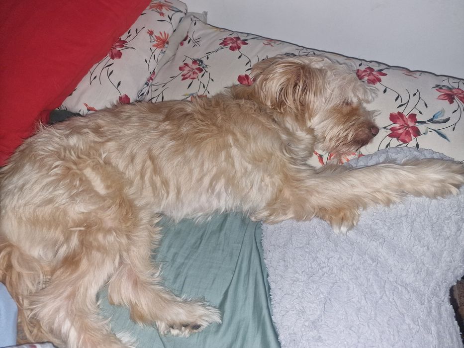 Adopção arraçado de podengo