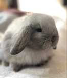 Młode króliczki królik Mini Lop Miniaturka Baranek