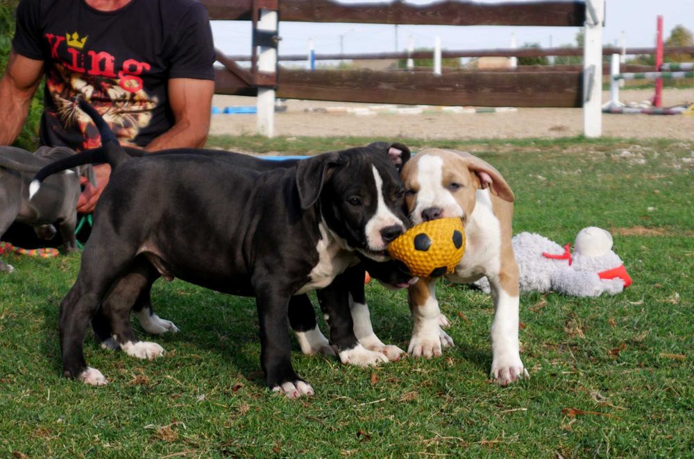 American Staffordshire Terrier ZKwP Amstaff FCI , piesek WILLY WONKA