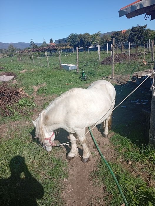 Pônei para cobrir