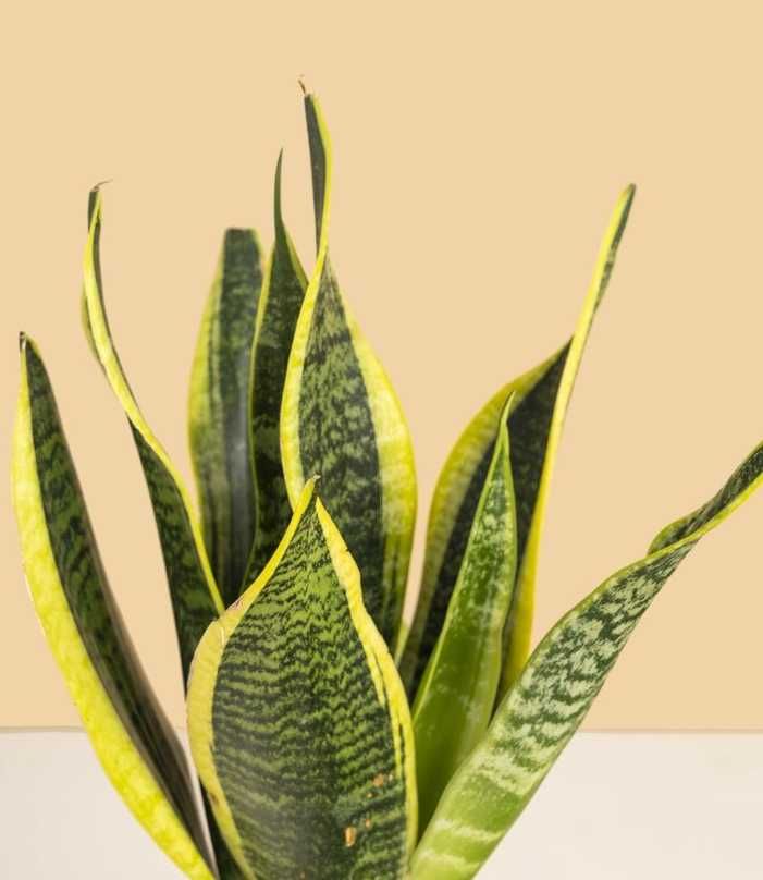 Сансевьера (сансевиерия) Лауренти / Sansevieria Laurentii