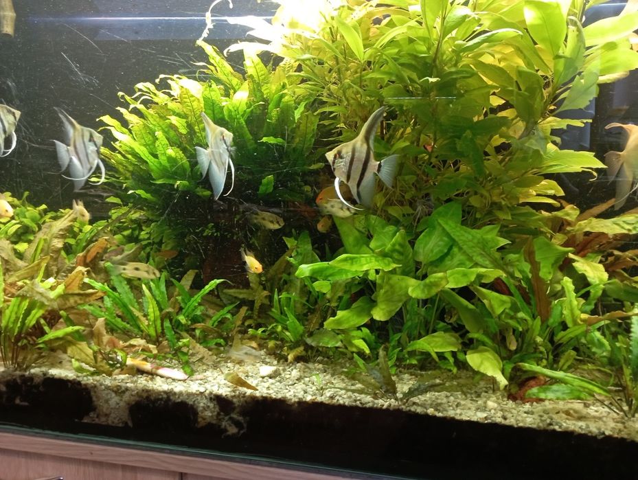 Sprzedam roślinki do akwarium