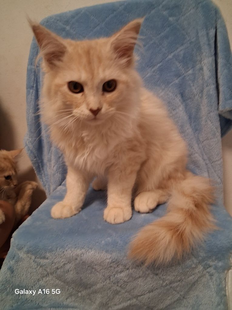 Kocur/Kotka Maine Coon!